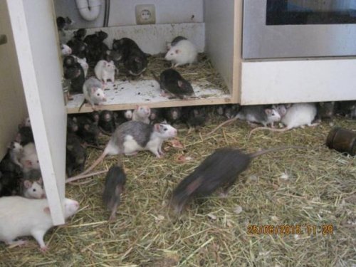 300 крыс в одной квартире (14 фото)