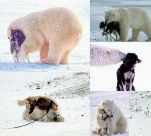 Любовь и дружба в мире животных (13 фото)