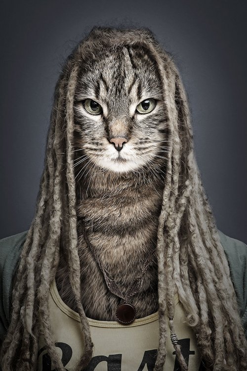 Люди со своими кошками в проекте Себастьяна Маньяни (12 фото)