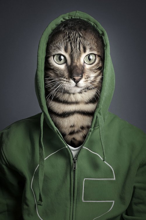 Люди со своими кошками в проекте Себастьяна Маньяни (12 фото)