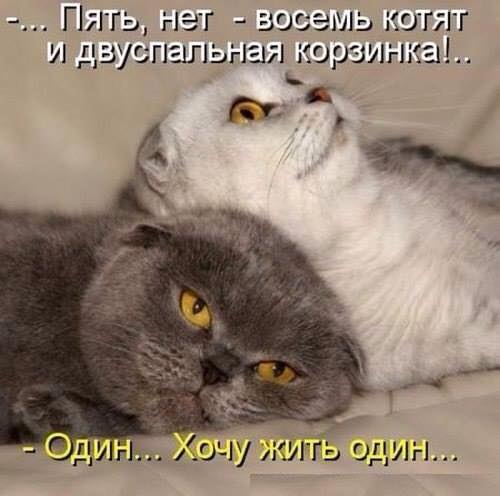 Доза прикольных картинок (58 шт) Доза прикольных картинок (58 шт)