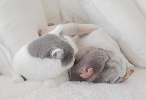 Лучшие друзья — шарпей Пэддингтон и кот Батлер (18 фото)