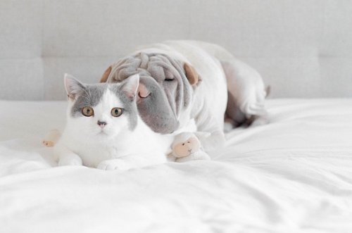 Лучшие друзья — шарпей Пэддингтон и кот Батлер (18 фото)