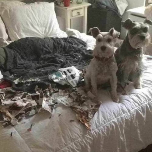 Неудачный день в картинках (25 фото)