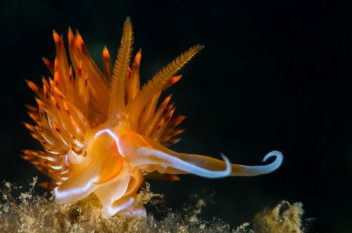 Потрясающе красивые морские моллюски (31 фото)