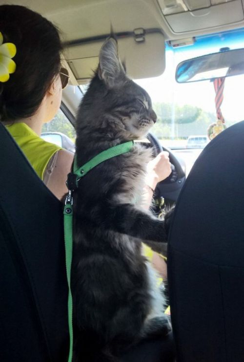 Прикольные картинки, ржака (52 шт) Прикольные картинки, ржака (52 шт)