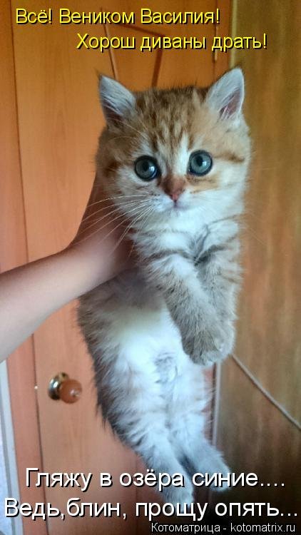 Еженедельная котоматрица (26 фото) Еженедельная котоматрица (26 фото)