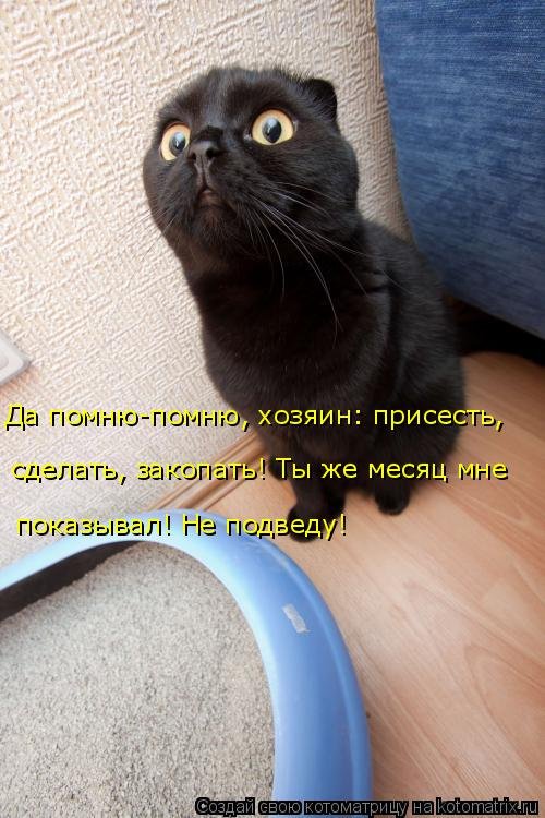 Еженедельная котоматрица (26 фото) Еженедельная котоматрица (26 фото)