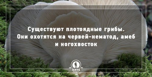 Факты про грибы, которые вы могли не знать (10 фото)
