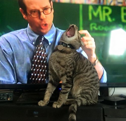 Оказалось, показалось&hellip; (16 фото)