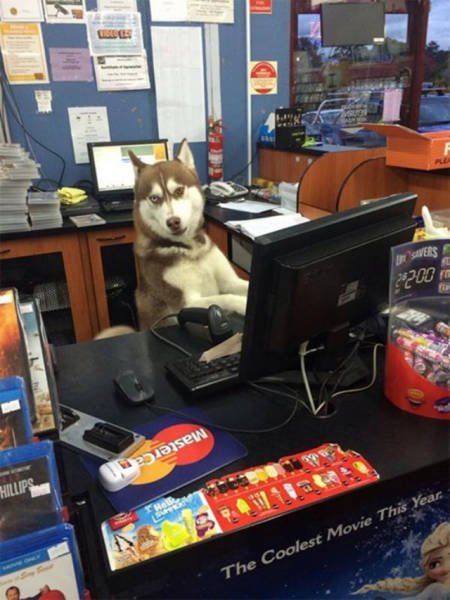 Рабочие приколы (15 фото) Рабочие приколы (15 фото)