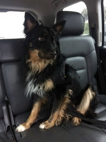 Собаки из приюта впервые едут в свой новый дом (28 фото) Собаки из приюта впервые едут в свой новый дом (28 фото)