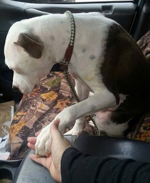 Собаки из приюта впервые едут в свой новый дом (28 фото) Собаки из приюта впервые едут в свой новый дом (28 фото)