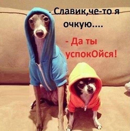 Прикольные фотомемы (36 шт) Прикольные фотомемы (36 шт)