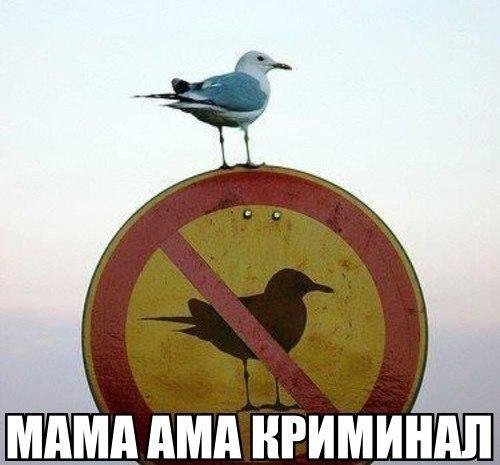 Прикольные фотомемы для всех (31 шт) Прикольные фотомемы для всех (31 шт)