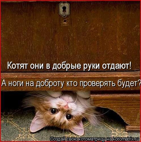 Новая котоматрица на Бугаге (39 фото) Новая котоматрица на Бугаге (39 фото)