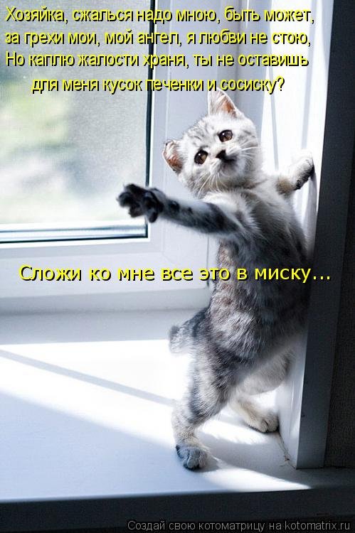 Новая котоматрица на Бугаге (39 фото) Новая котоматрица на Бугаге (39 фото)