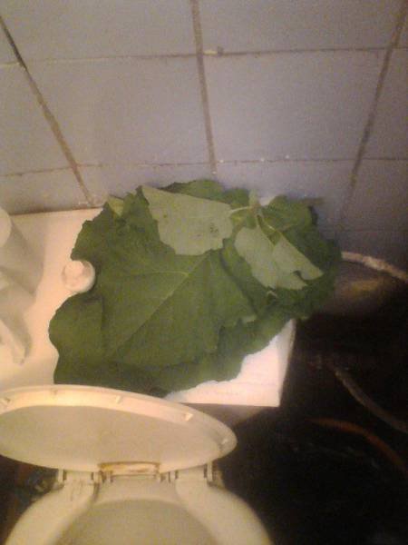 Это Россия, детка! (21 фото)