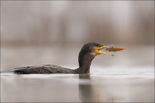 Забавные стоп-кадры (18 фото)