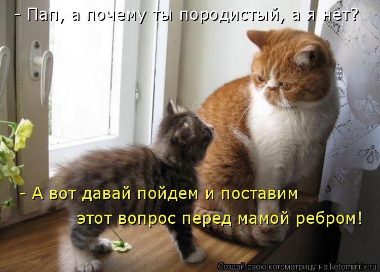 http://www.bugaga.ru/uploads/posts/2016-01/1452280002_kotomatricy-12.jpg