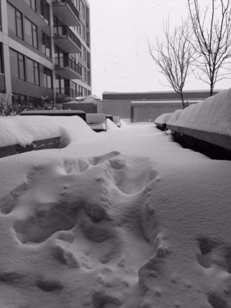 Нью-Йорк под снегом (31 фото)