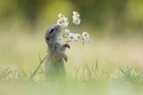 Очаровательные животные, нюхающие цветы, покорят ваше сердце (34 фото)