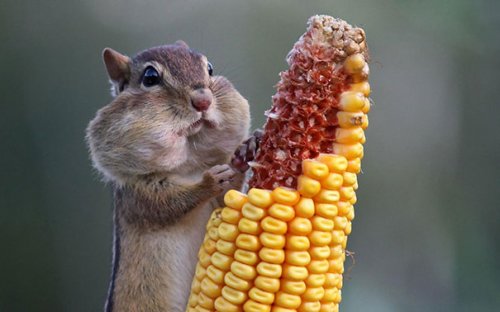 Животные, которые обожают поесть (34 фото)