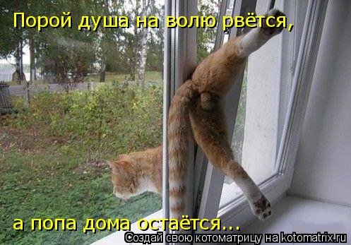 Новая котоматрица на Бугаге (36 фото) Новая котоматрица на Бугаге (36 фото)