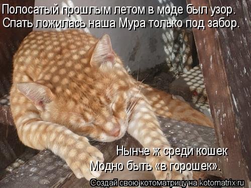 Новая котоматрица на Бугаге (36 фото) Новая котоматрица на Бугаге (36 фото)