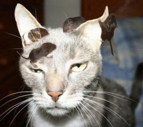 Самые уютные кошки (10 фото)