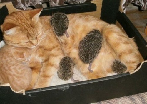 Самые уютные кошки (10 фото)