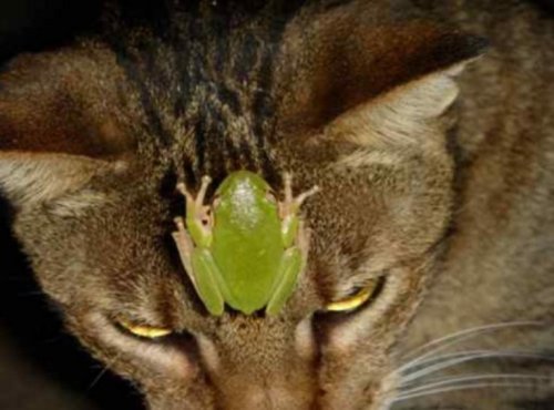 Самые уютные кошки (10 фото)