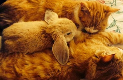 Самые уютные кошки (10 фото)