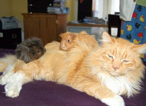 Самые уютные кошки (10 фото)