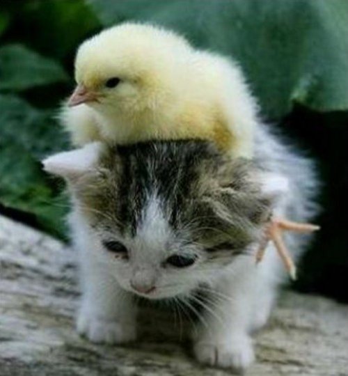 Самые уютные кошки (10 фото)