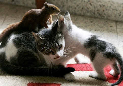 Самые уютные кошки (10 фото)