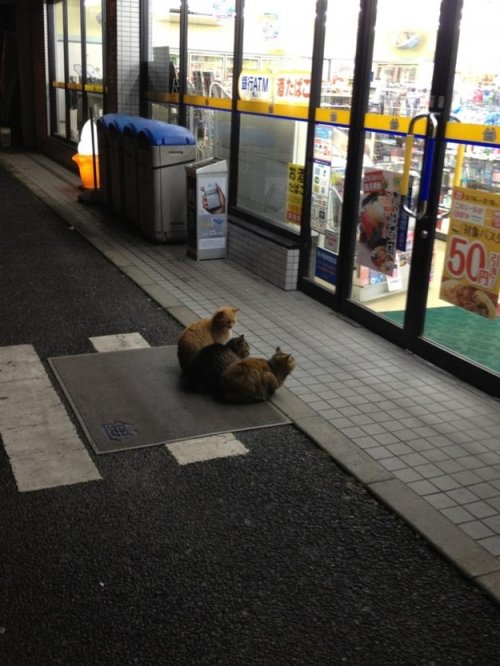 Прикольные картинки для вас (32 шт)