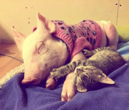 Прикольные картинки для вас (32 шт)