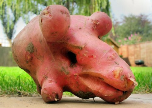 Овощи, не похожие сами на себя (17 фото)