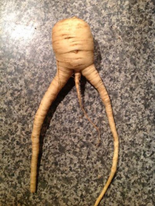 Овощи, не похожие сами на себя (17 фото)