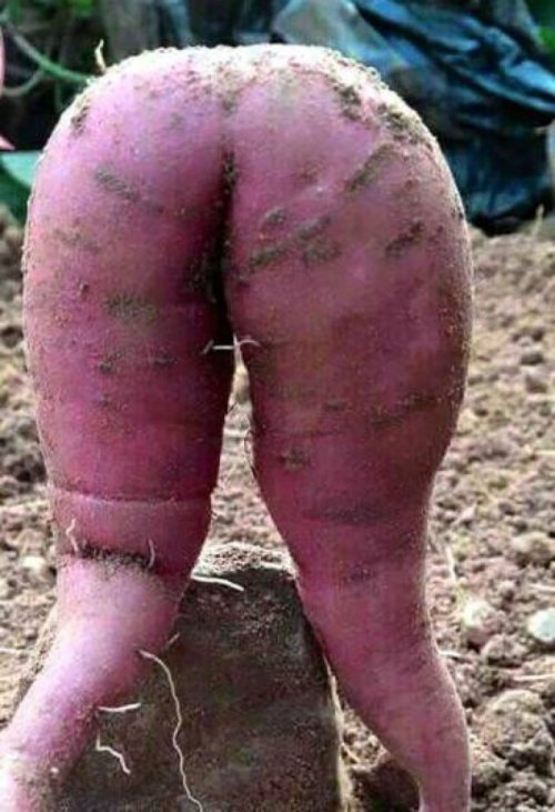 Овощи, не похожие сами на себя (17 фото)