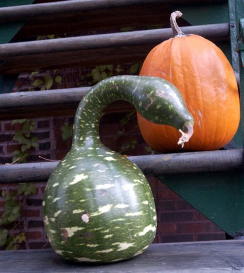 Овощи, не похожие сами на себя (17 фото)