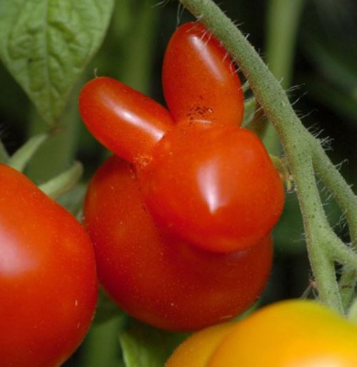 Овощи, не похожие сами на себя (17 фото)