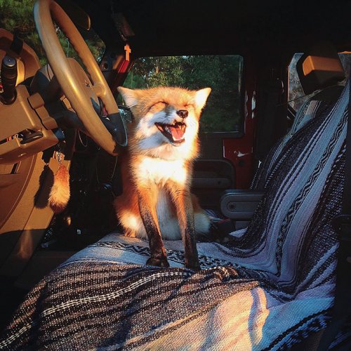 Самая счастливая лисица Джунипер покоряет Instagram (21 фото)