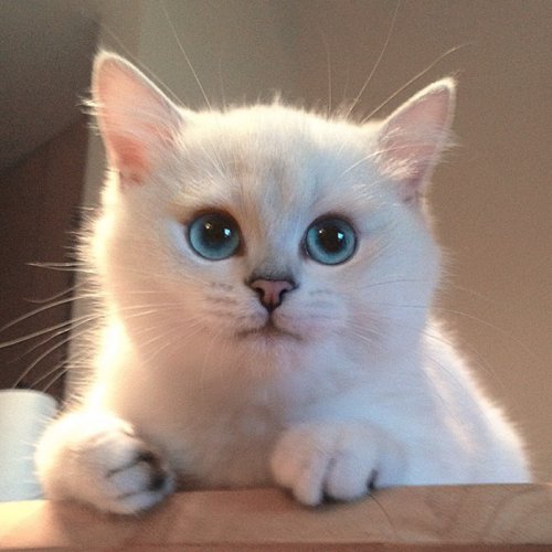 Белоснежный кот с самыми очаровательными глазами (17 фото)