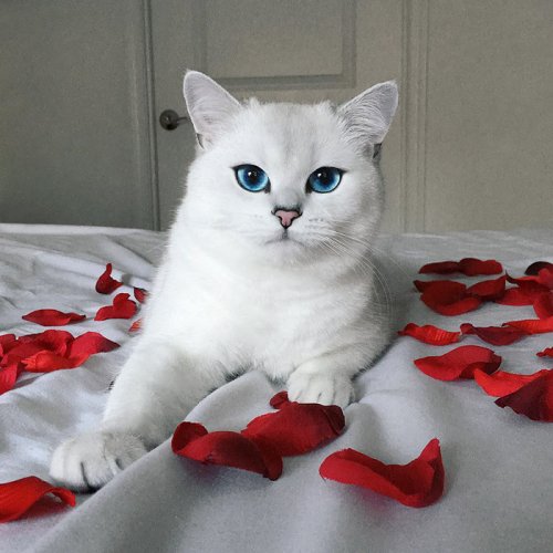 Белоснежный кот с самыми очаровательными глазами (17 фото)