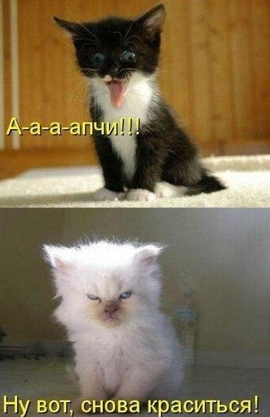 Прикольные фотомемы (29 шт) Прикольные фотомемы (29 шт)