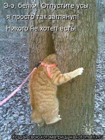 Свежая котоматрица (36 фото) Свежая котоматрица (36 фото)