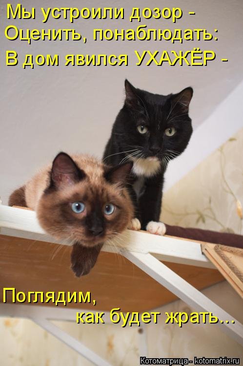 Свежая котоматрица (36 фото) Свежая котоматрица (36 фото)