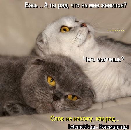 Новая котоматрица (38 фото) Новая котоматрица (38 фото)